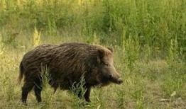 杭州野猪最新爆料,最新爆料揭示惊人真相