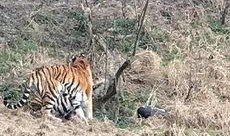 天津动物园爆料新闻最新,神秘动物亮相，揭秘背后故事