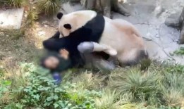 熊猫饲养员最新爆料,饲养员最新爆料揭示国宝日常
